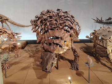 福井県立恐竜博物館に投稿された画像（2025/12/1）