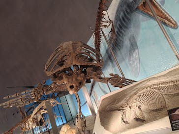 福井県立恐竜博物館に投稿された画像（2025/12/1）