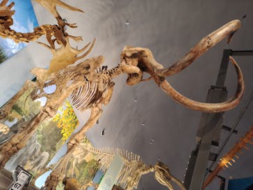 福井県立恐竜博物館に投稿された画像（2025/12/1）