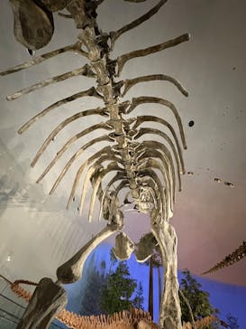 福井県立恐竜博物館に投稿された画像（2025/12/1）