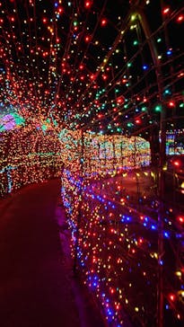 伊豆高原グランイルミに投稿された画像（2025/12/1）