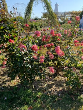 万博記念公園に投稿された画像（2025/12/1）