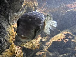 上越市立水族博物館 うみがたりに投稿された画像（2025/12/1）