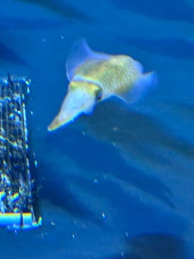 上越市立水族博物館 うみがたりに投稿された画像（2025/12/1）