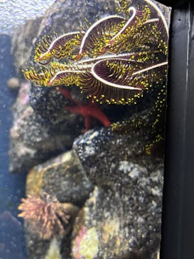 上越市立水族博物館 うみがたりに投稿された画像（2025/12/1）