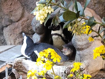 サンシャイン水族館に投稿された画像（2025/12/1）