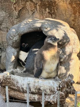 サンシャイン水族館に投稿された画像（2025/12/1）