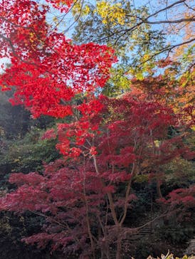 三溪園に投稿された画像（2025/12/1）