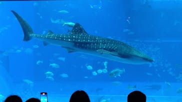 沖縄美ら海水族館に投稿された画像（2025/12/1）