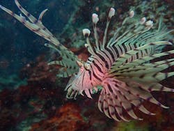 マイダイブに投稿された画像（2025/12/1）