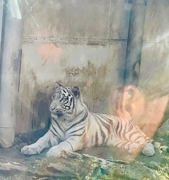 伊豆アニマルキングダムに投稿された画像（2025/12/1）