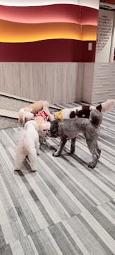 いぬカフェRio 池袋店に投稿された画像（2025/12/1）