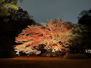 六義園に投稿された画像（2025/12/1）