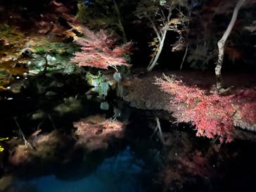 六義園に投稿された画像（2025/12/1）