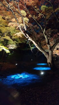 六義園に投稿された画像（2025/12/1）