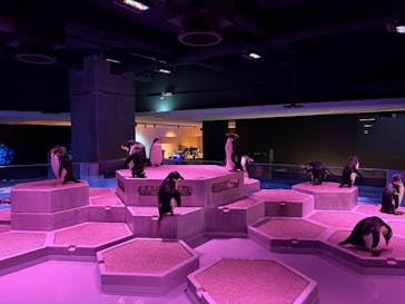 AOAO SAPPOROに投稿された画像（2025/12/1）