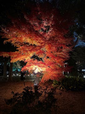 六義園に投稿された画像（2025/12/1）