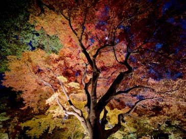 六義園に投稿された画像（2025/12/1）