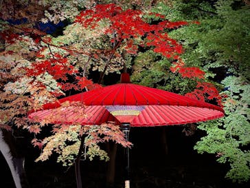 六義園に投稿された画像（2025/12/1）