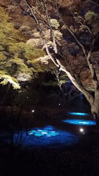 六義園に投稿された画像（2025/12/1）