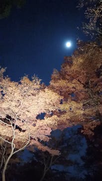 六義園に投稿された画像（2025/12/1）