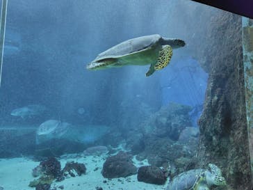 南知多ビーチランド＆南知多おもちゃ王国に投稿された画像（2025/12/1）