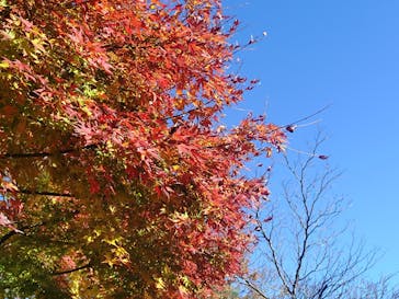 彫刻の森美術館に投稿された画像（2025/12/1）