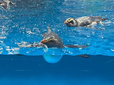 越前松島水族館に投稿された画像（2025/11/30）