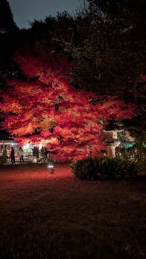 六義園に投稿された画像（2025/12/1）