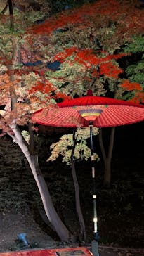 六義園に投稿された画像（2025/12/1）