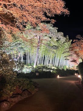 国営昭和記念公園 秋の夜散歩に投稿された画像（2025/12/2）