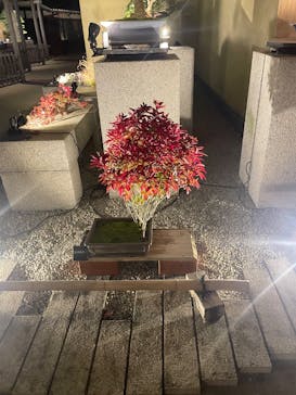 国営昭和記念公園 秋の夜散歩に投稿された画像（2025/12/2）