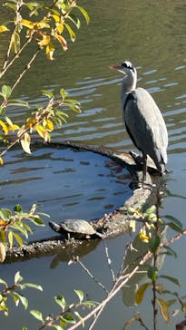 三溪園に投稿された画像（2025/12/2）