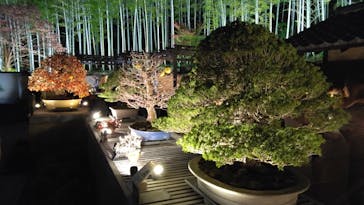 国営昭和記念公園 秋の夜散歩に投稿された画像（2025/12/2）