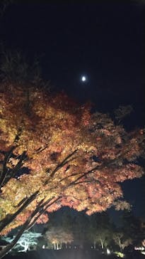 国営昭和記念公園 秋の夜散歩に投稿された画像（2025/12/2）