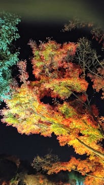 国営昭和記念公園 秋の夜散歩に投稿された画像（2025/12/2）