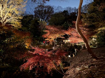 六義園に投稿された画像（2025/12/2）