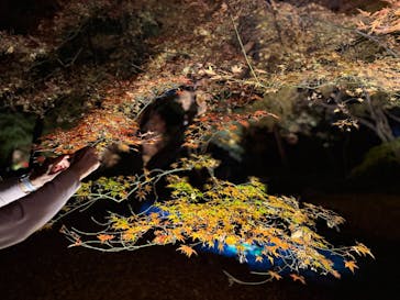 六義園に投稿された画像（2025/12/2）