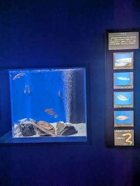 シン・マリホ水族館に投稿された画像（2025/12/2）