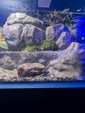 シン・マリホ水族館に投稿された画像（2025/12/2）