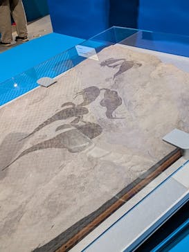 特別展「大絶滅展―生命史のビッグファイブ」に投稿された画像（2025/12/2）