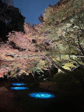 六義園に投稿された画像（2025/12/2）