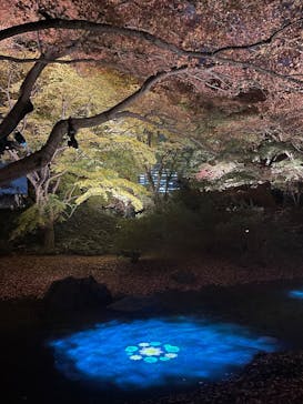 六義園に投稿された画像（2025/12/2）