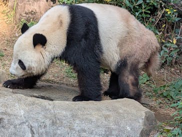 恩賜上野動物園に投稿された画像（2025/12/2）