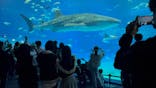 沖縄美ら海水族館に投稿された画像（2025/12/2）