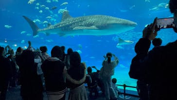 沖縄美ら海水族館に投稿された画像（2025/12/2）