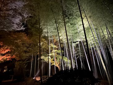 六義園に投稿された画像（2025/12/2）