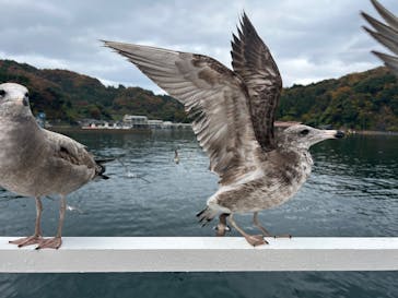伊根湾めぐり遊覧船に投稿された画像（2025/12/2）