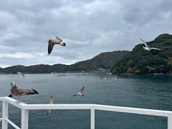 伊根湾めぐり遊覧船に投稿された画像（2025/12/2）