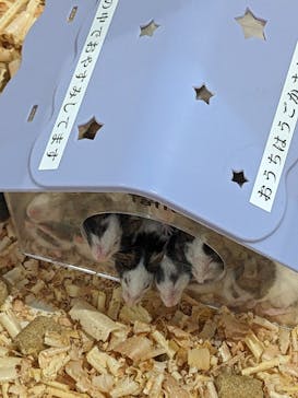 アニタッチPARKイオンモール太田に投稿された画像（2025/12/2）